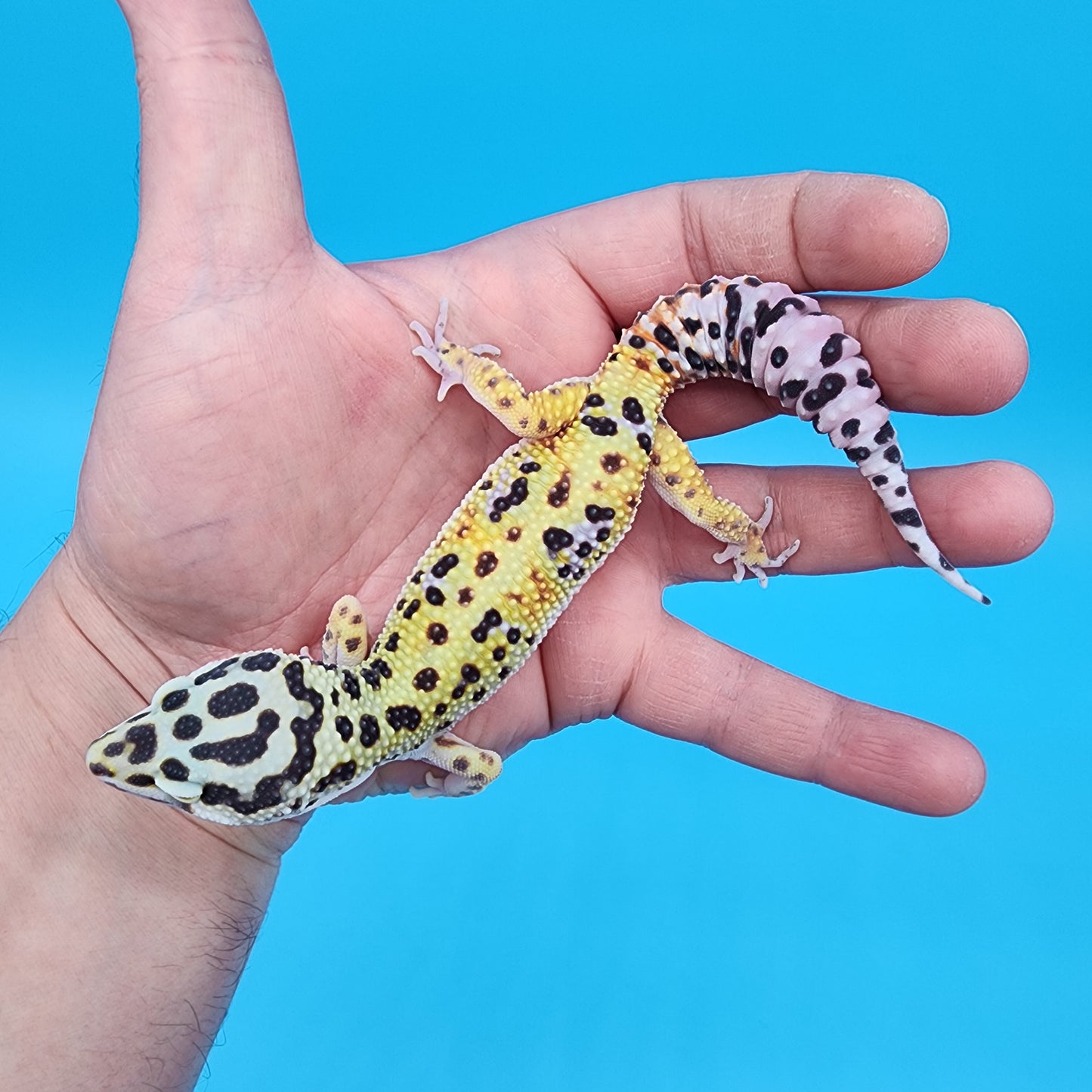 Male Hyper Xanthic Fire Bold Bandit possible W&Y (smiley face headstamp)