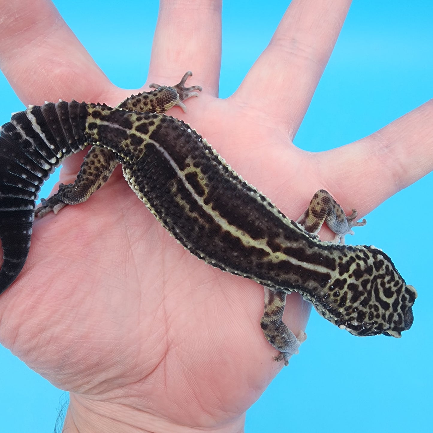 Female Black Night (A-Tier) - FREE SHIPPING **