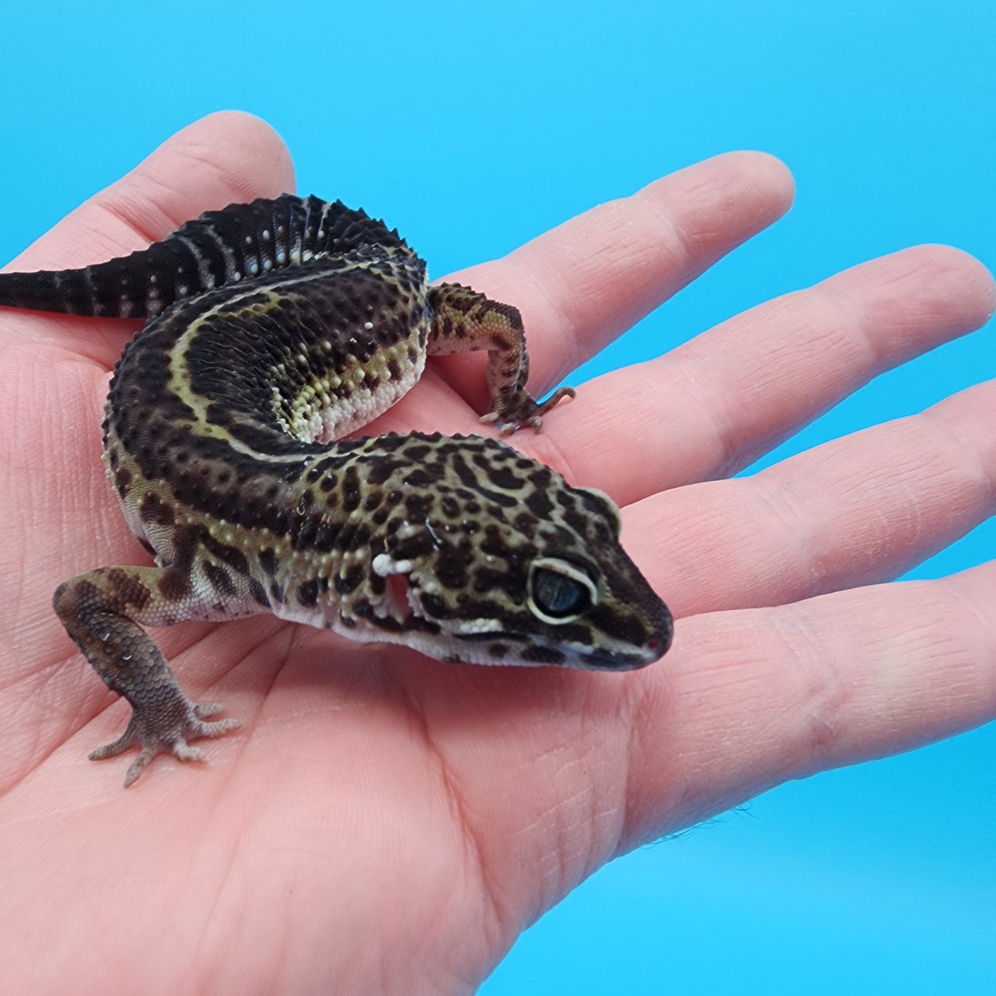 Female Black Night (A-Tier) - FREE SHIPPING **