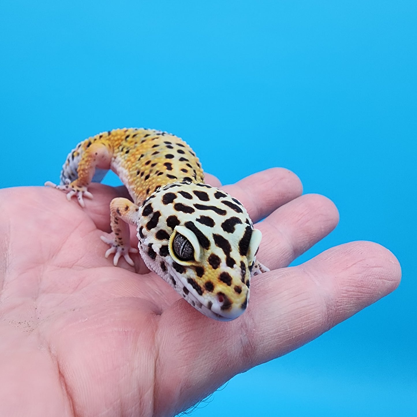Female 50% Black Night 50% Mandarin (D-Tier; funny shape tail tip)