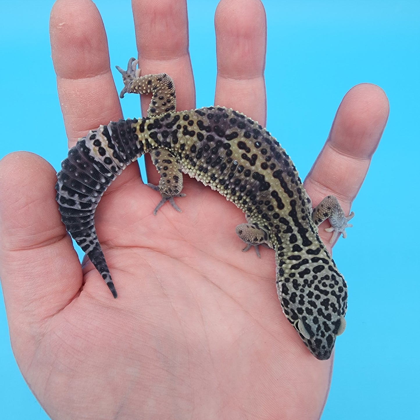 Female 75% Black Night 25% Mandarin (B-Tier)