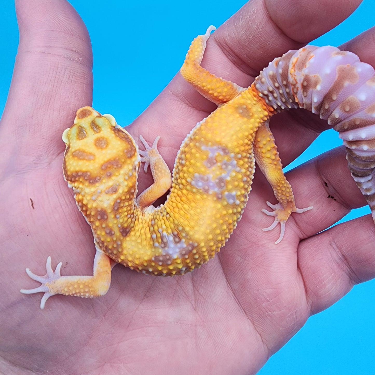 Female Mandarin Inferno Tremper Albino W&Y