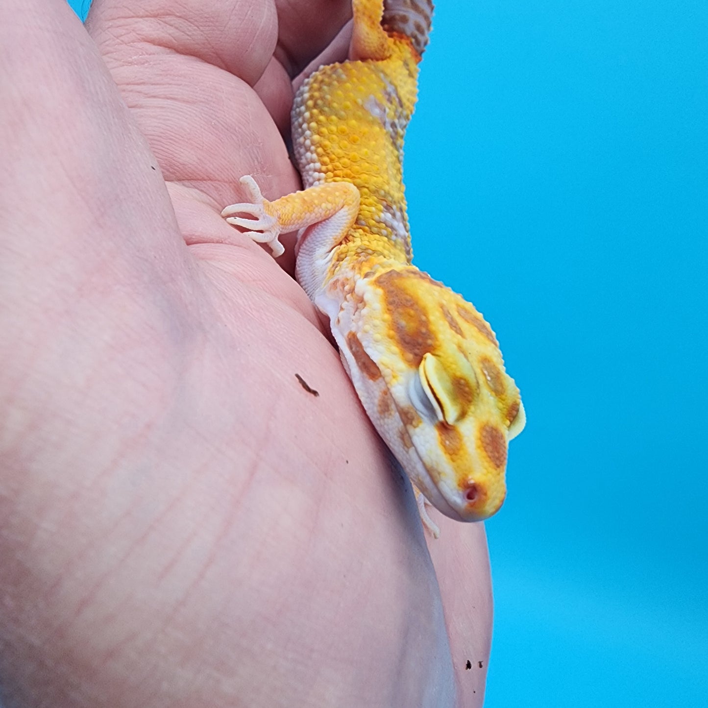 Female Mandarin Inferno Tremper Albino W&Y