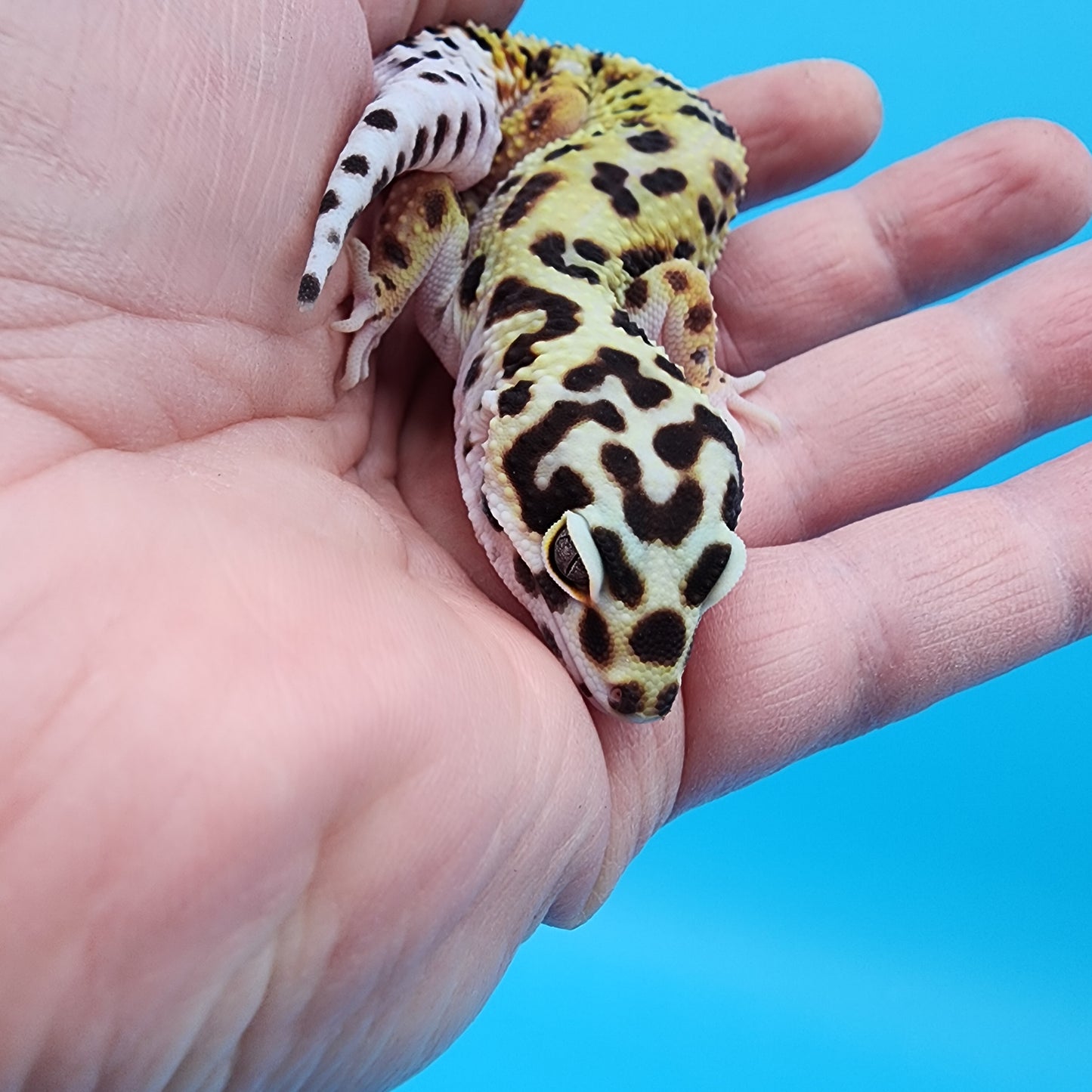 Female Hyper Xanthic Bold Bandit possible W&Y