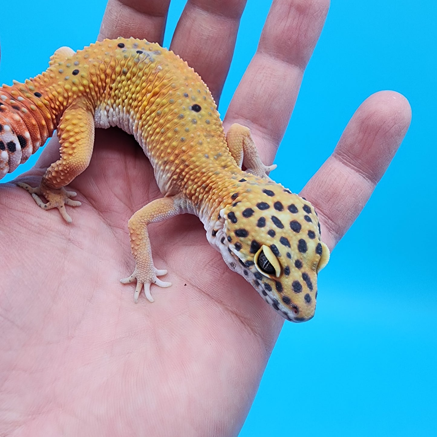 Female Giant Blood Bold Emerine