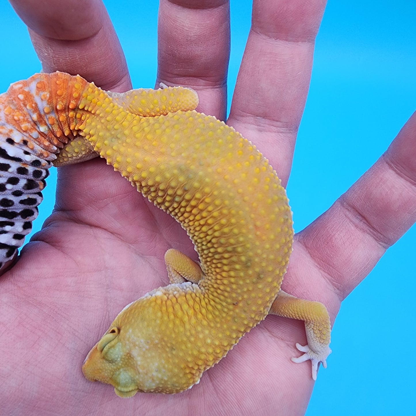 Female Giant Blood Bold Emerine Hypo