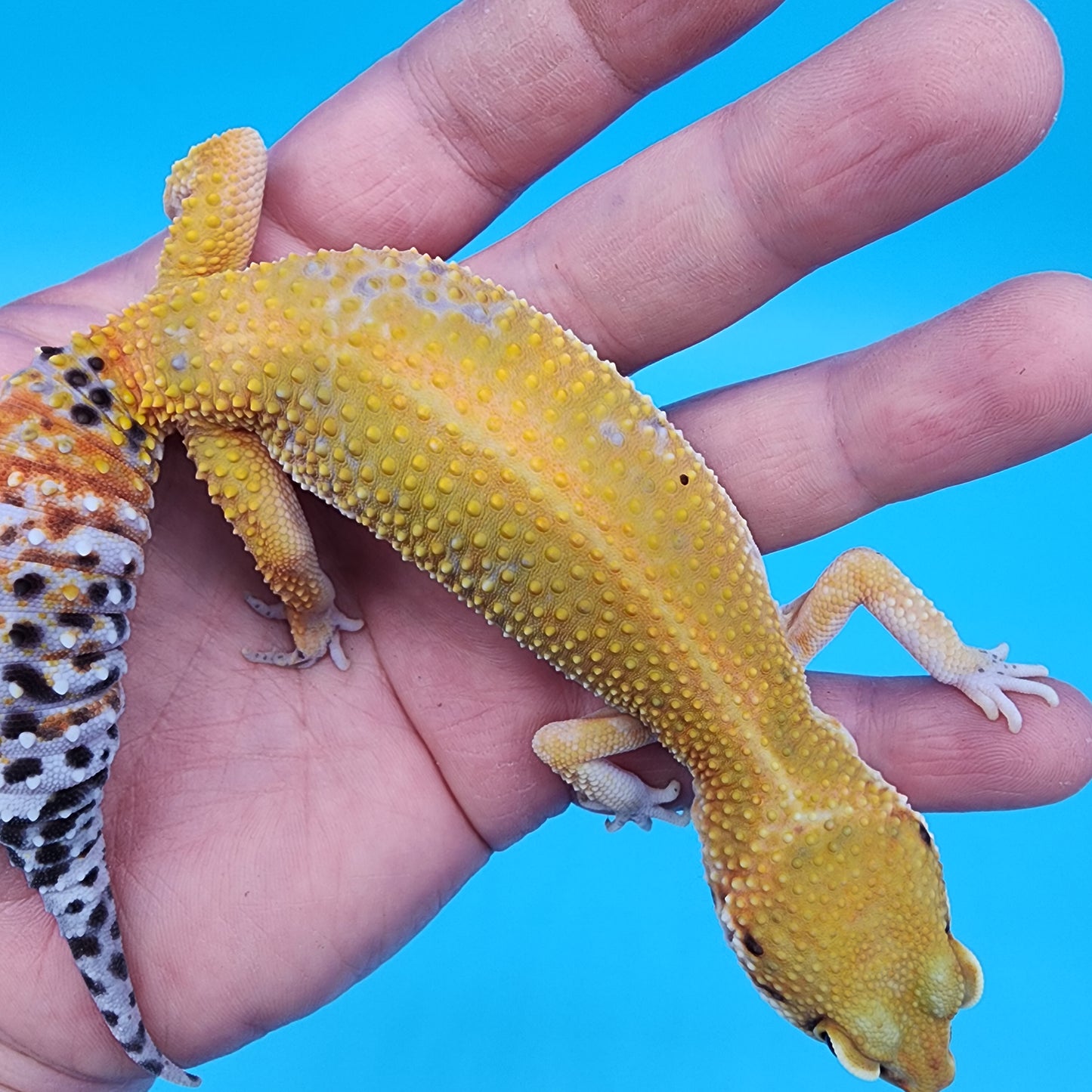 Female Black Blood Red Diamond Red Stripe
