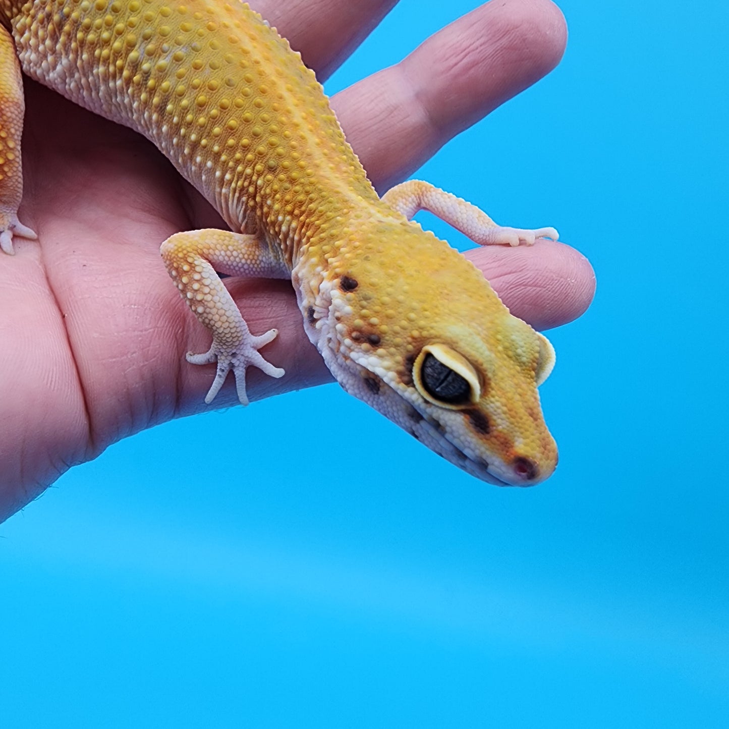 Female Black Blood Red Diamond Red Stripe