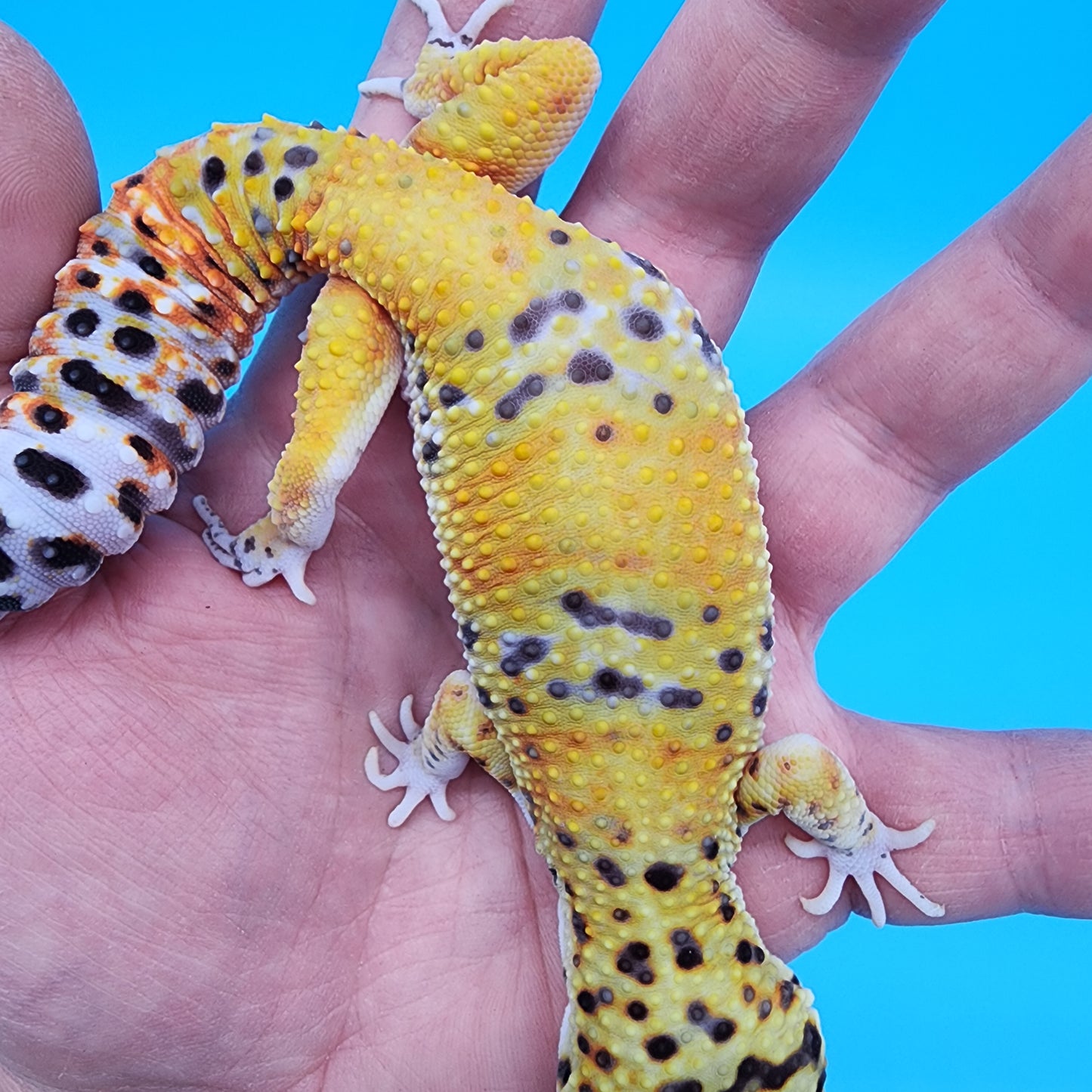 Male Fire Bold Emerine het Cipher