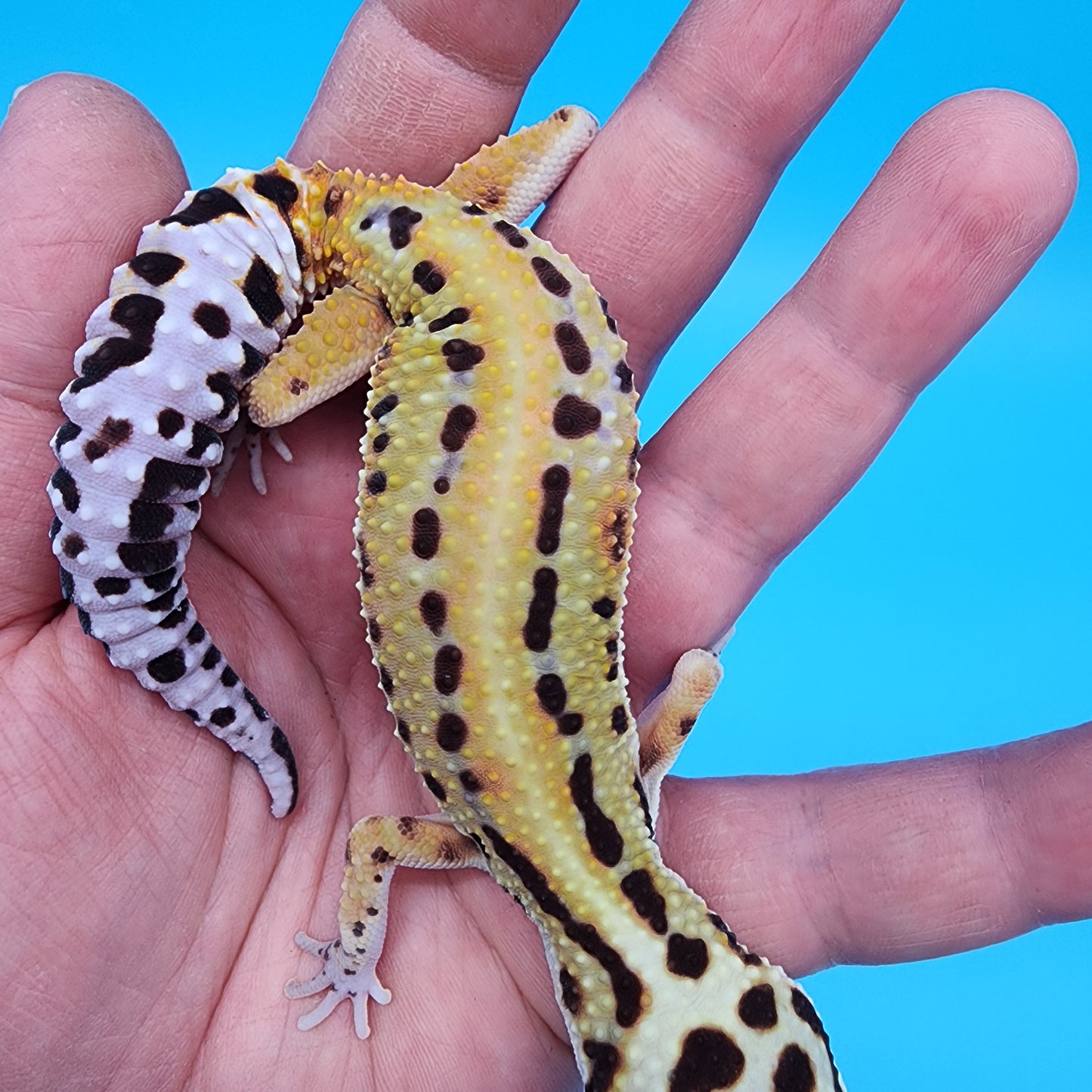 Female Probable Fire Bold Red Stripe Bandit (No genetics provided acquired from another collection)