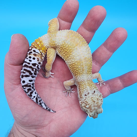 Male 50% Black Night 25% Mandarin 25% Macularius possible Mack Snow
