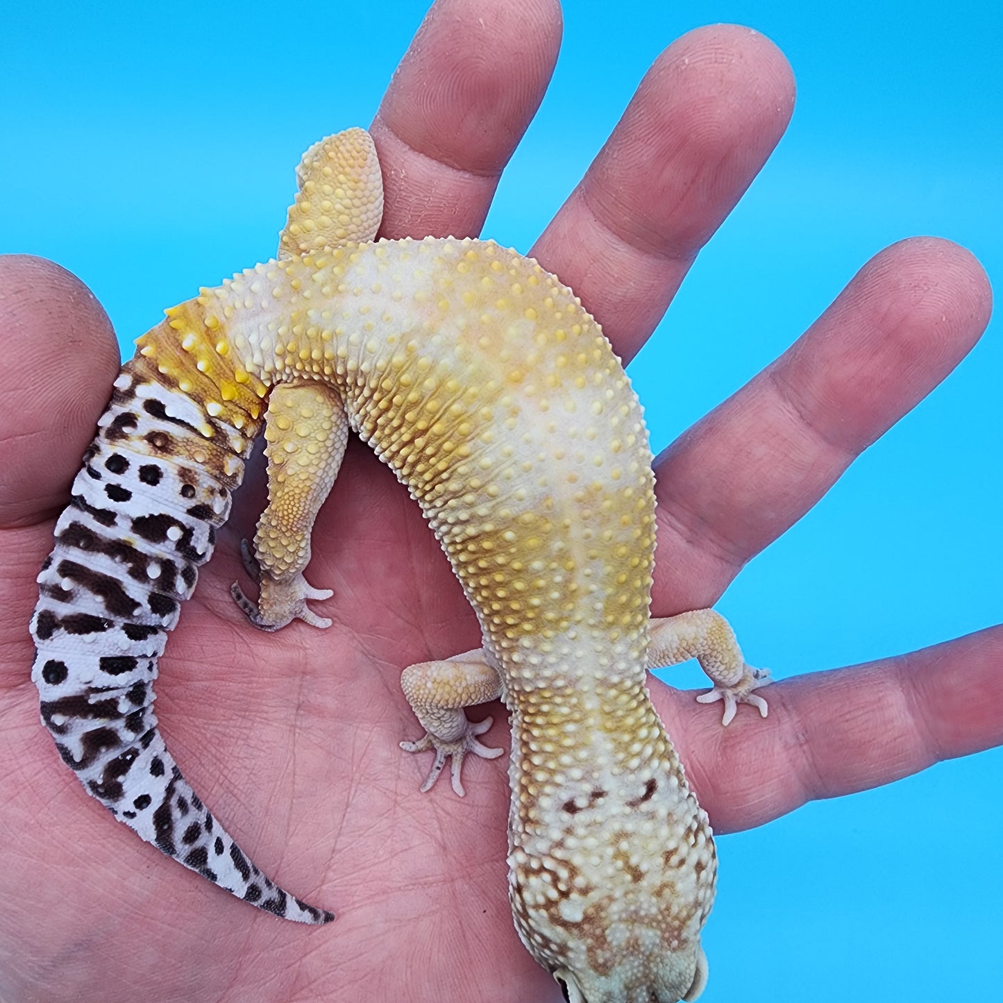 Male 50% Black Night 25% Mandarin 25% Macularius possible Mack Snow