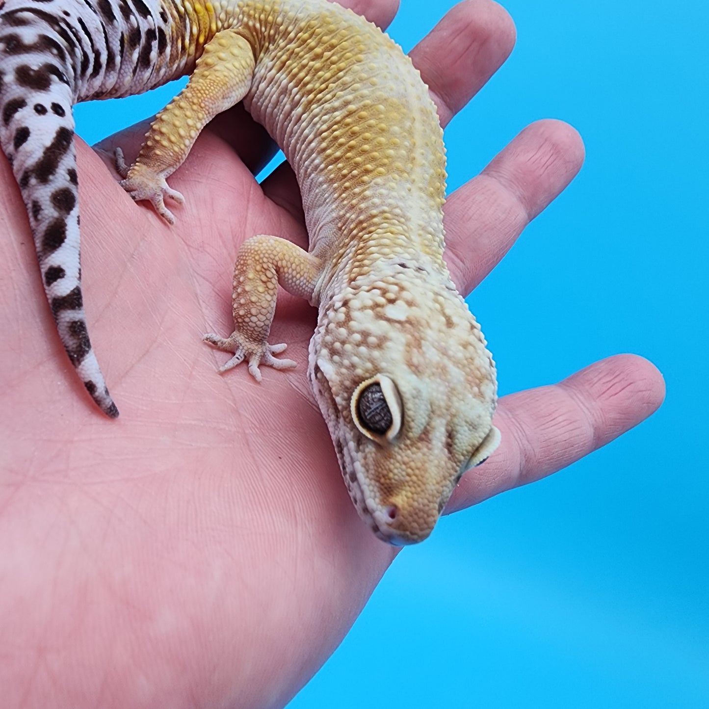 Male 50% Black Night 25% Mandarin 25% Macularius possible Mack Snow