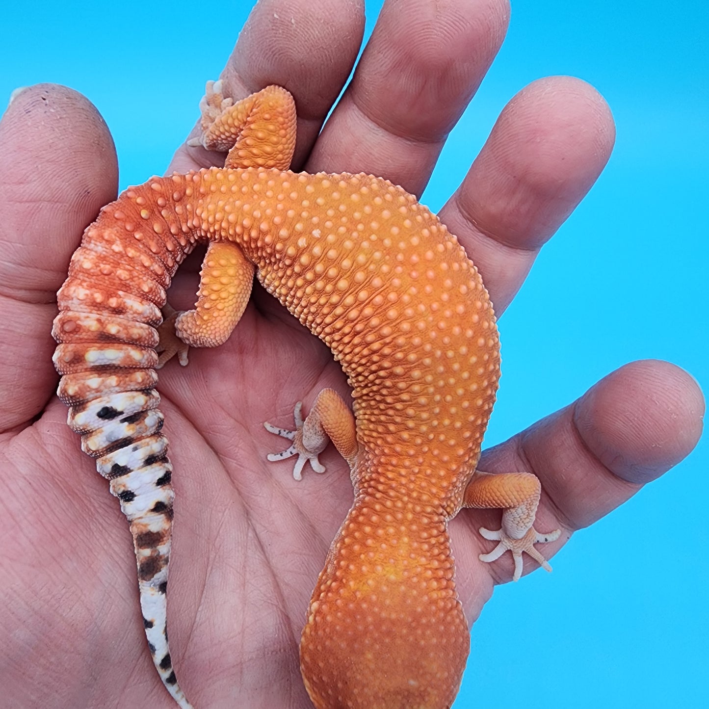 Female Mandarin Fire Bold Super Hypo possible het Cipher