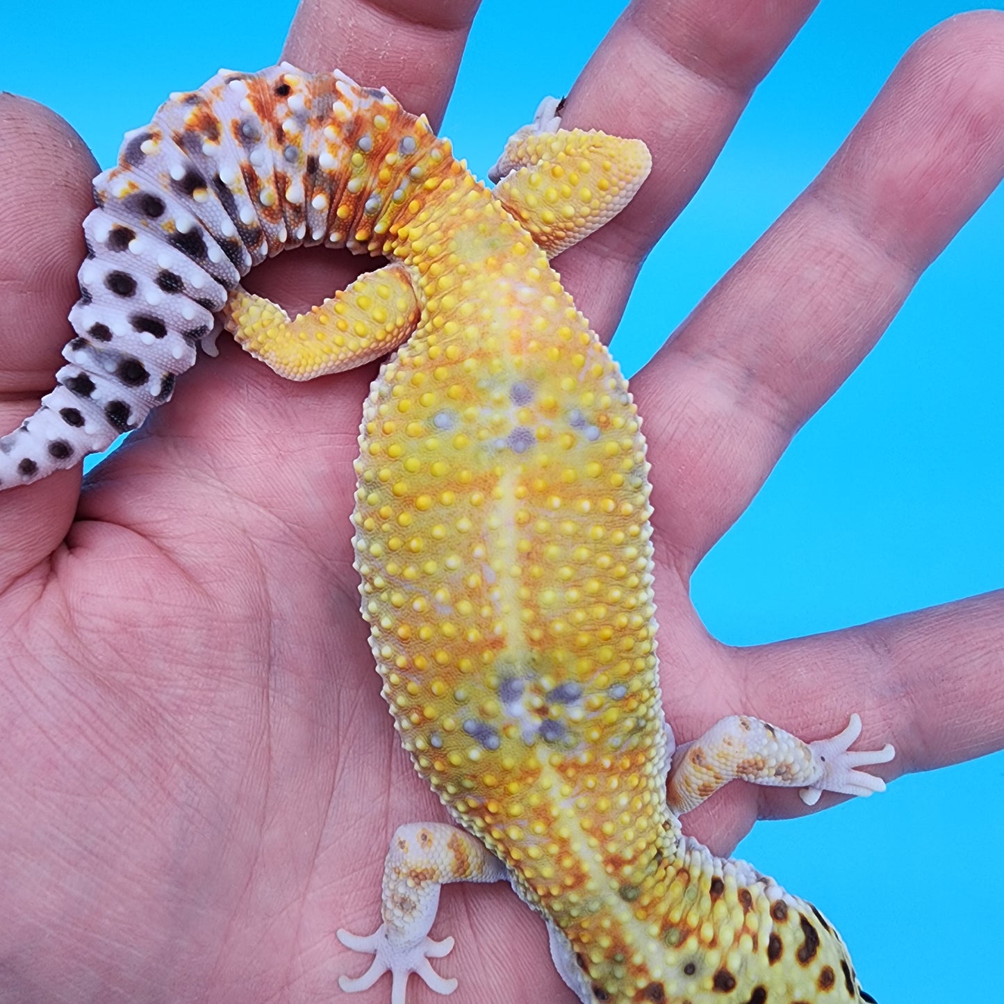 Female Probable Fire Bold Emerine (No genetics provided acquired from another collection)