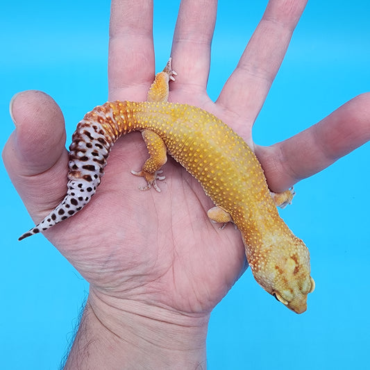 Female 50% Black Night 50% Mandarin Super HYpo