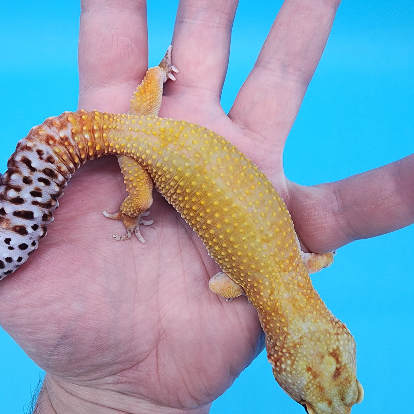 Female 50% Black Night 50% Mandarin Super HYpo