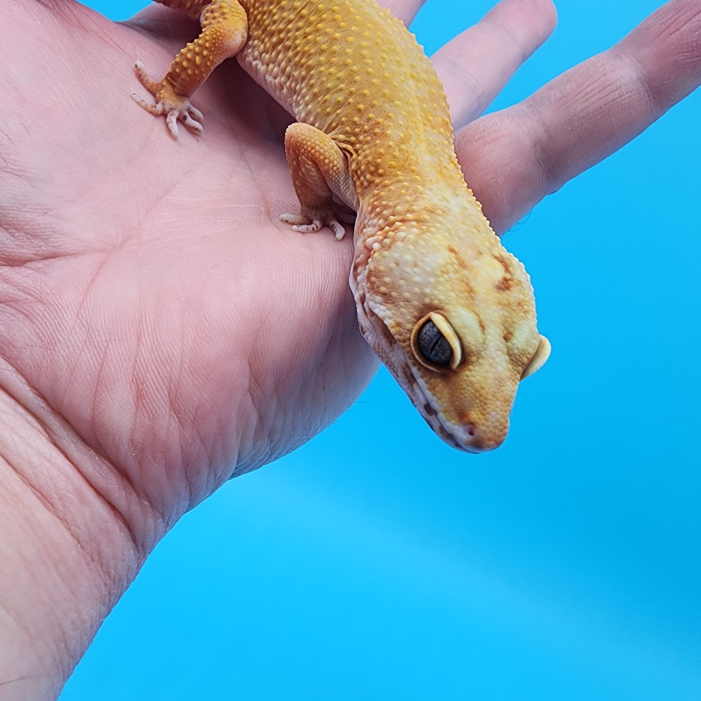 Female 50% Black Night 50% Mandarin Super HYpo