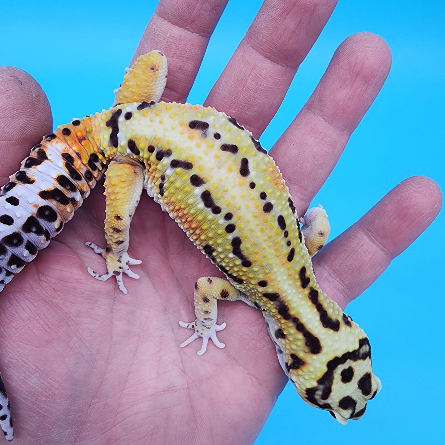 Male Fire Bold Halloween Mask Bandit Emerine