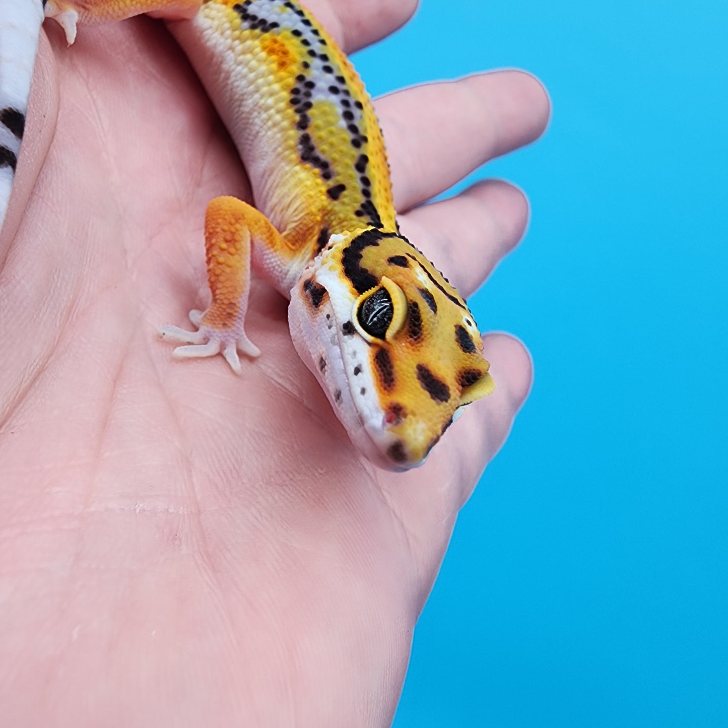 Male Fire Bold