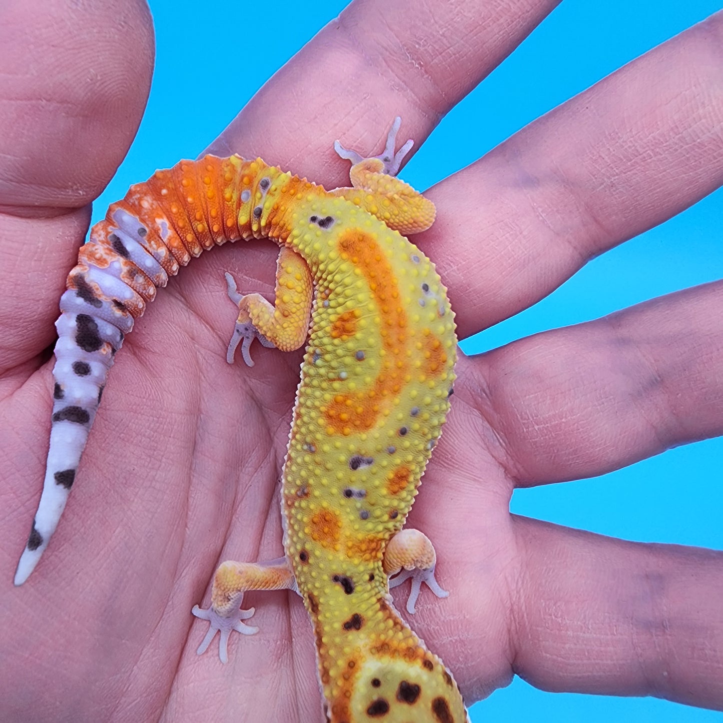 Male Clown Blood Emerine (Pet: Slightly Small Head, Slight Wobble Walk)