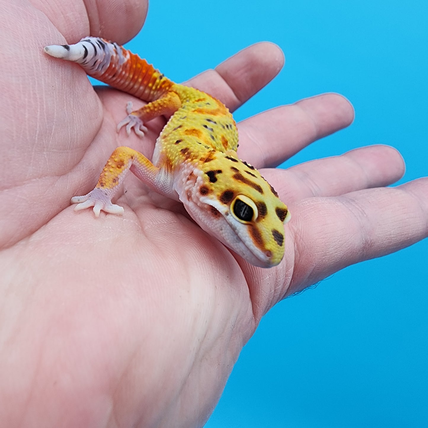 Male Clown Blood Emerine (Pet: Slightly Small Head, Slight Wobble Walk)
