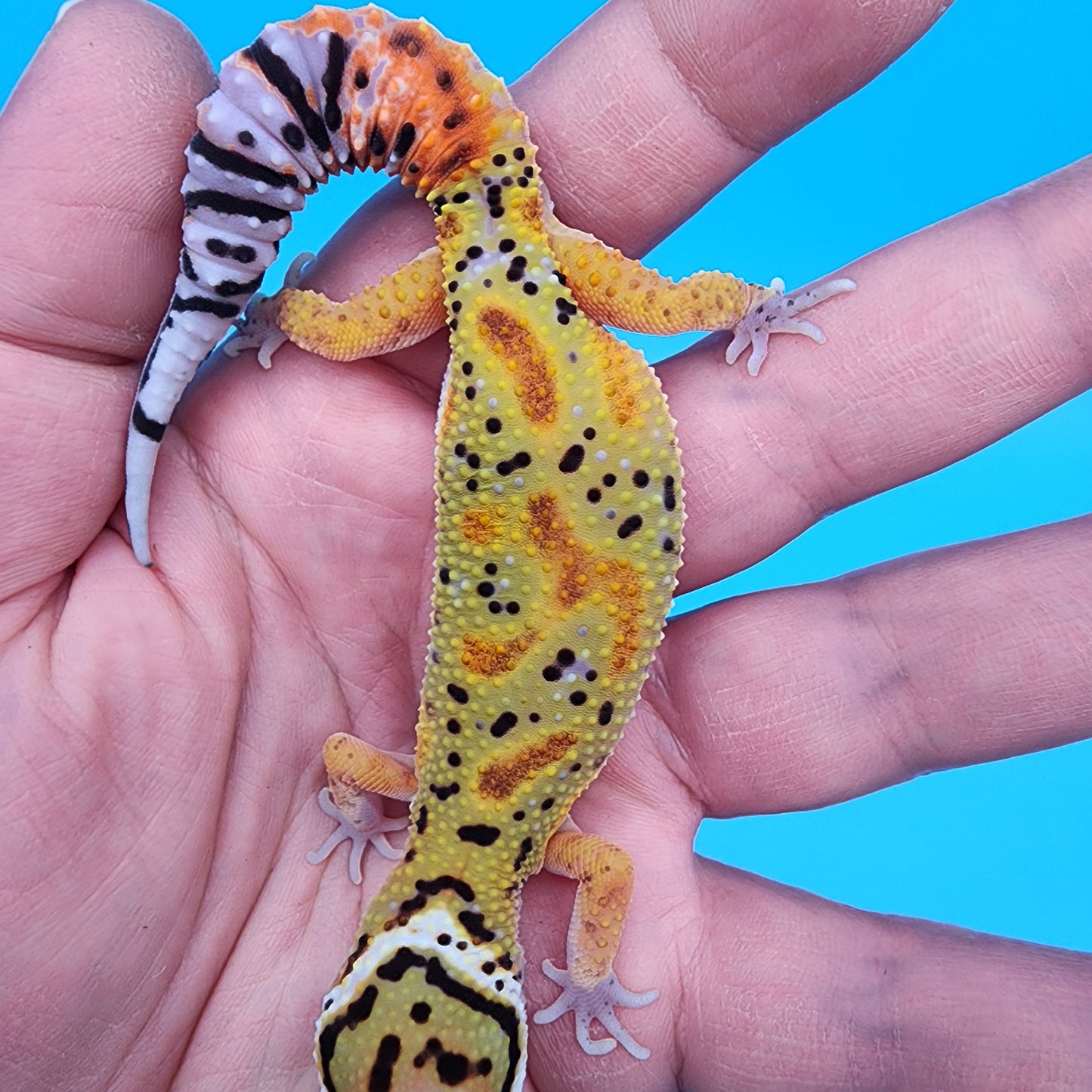 Male Clown pos. het Bell Albino