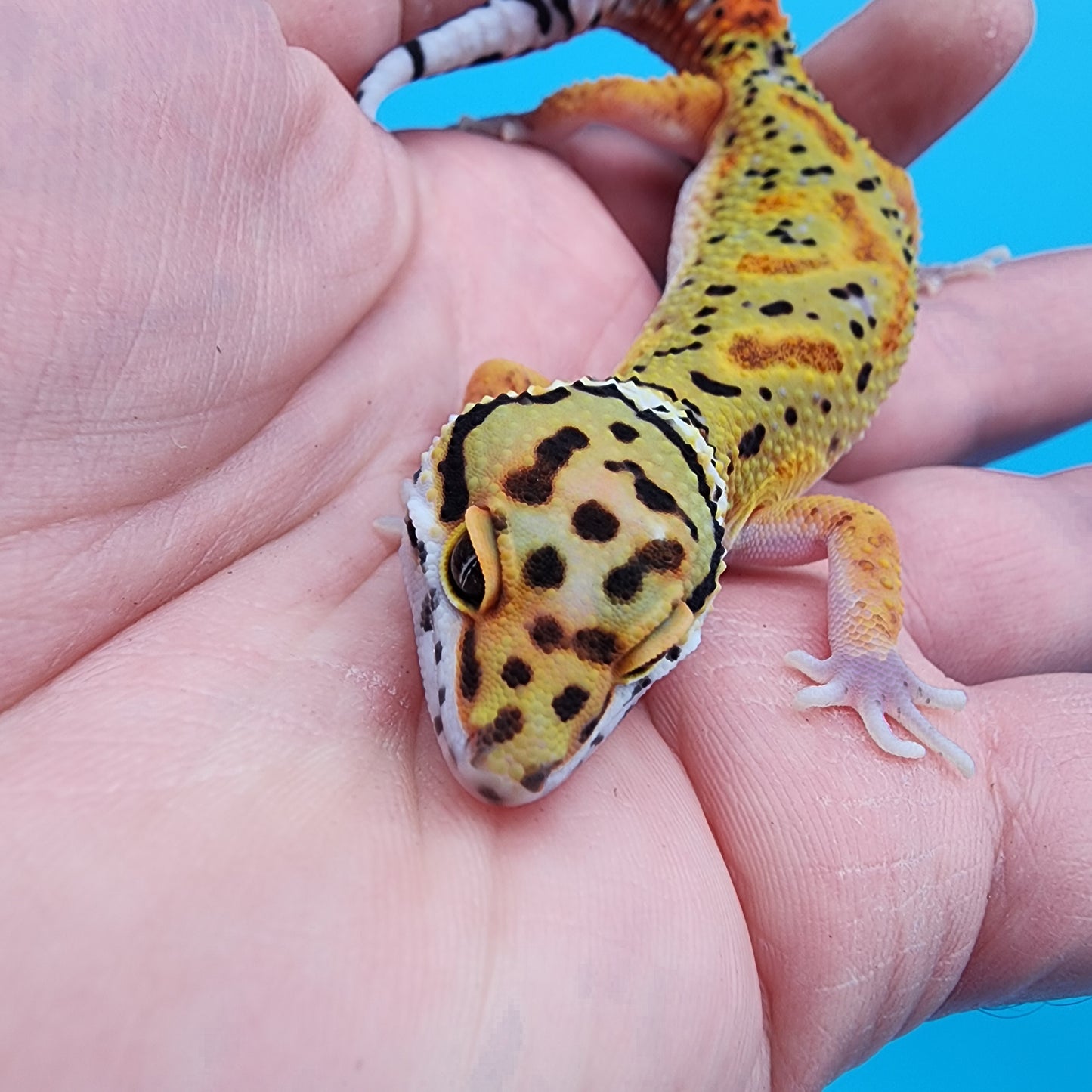 Male Clown pos. het Bell Albino