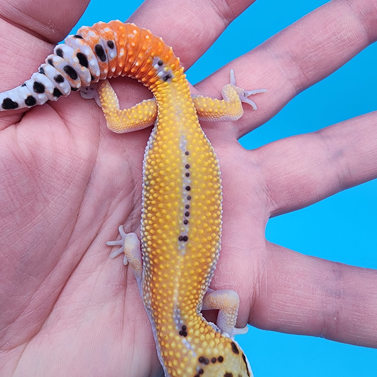 Male Tangerine Cipher
