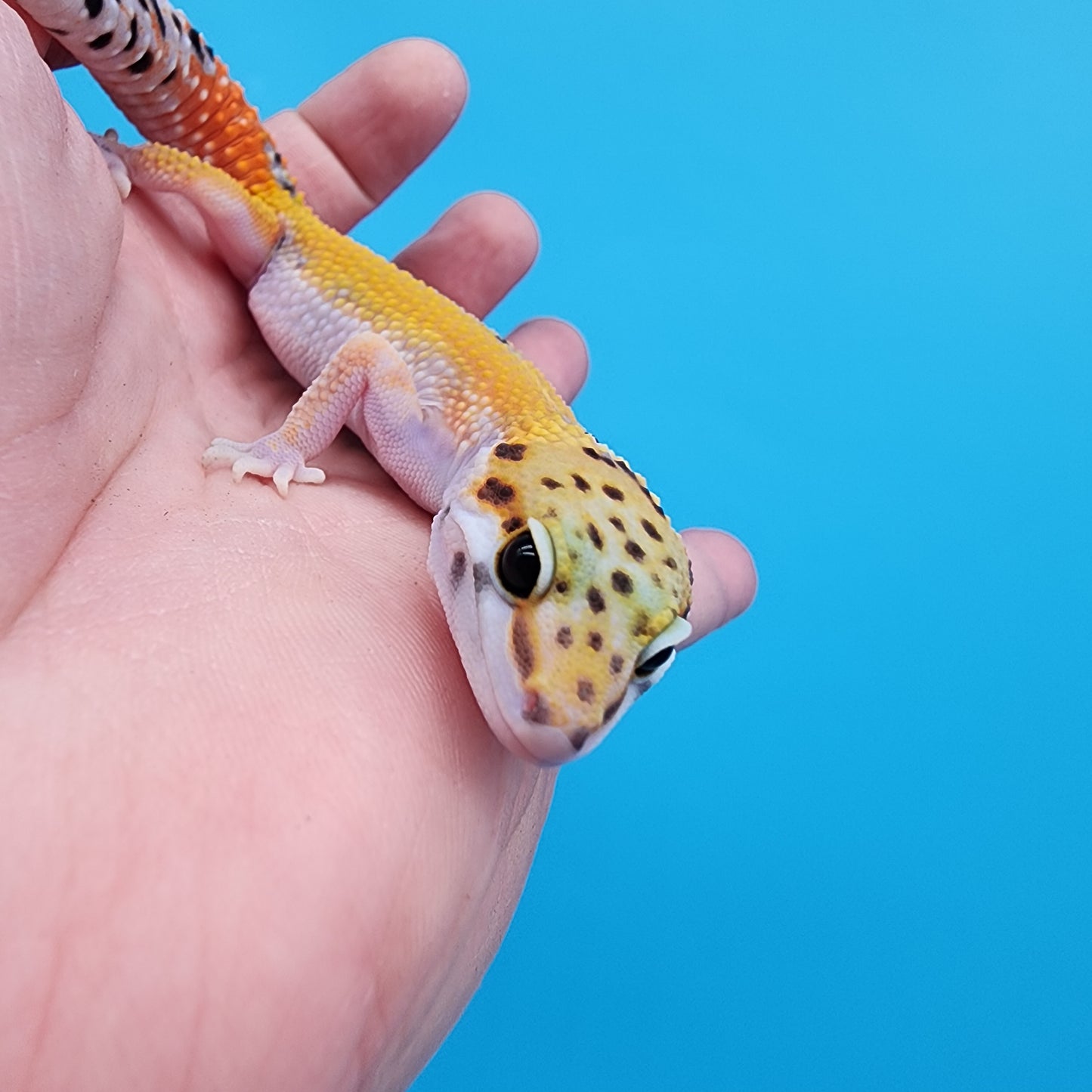 Male Tangerine Cipher