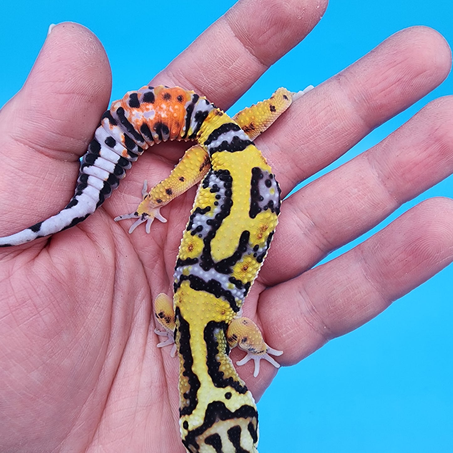 Male Fire Bold Tangerine Bold Halloween Mask Bandit Jungle pos. het Bell Albino