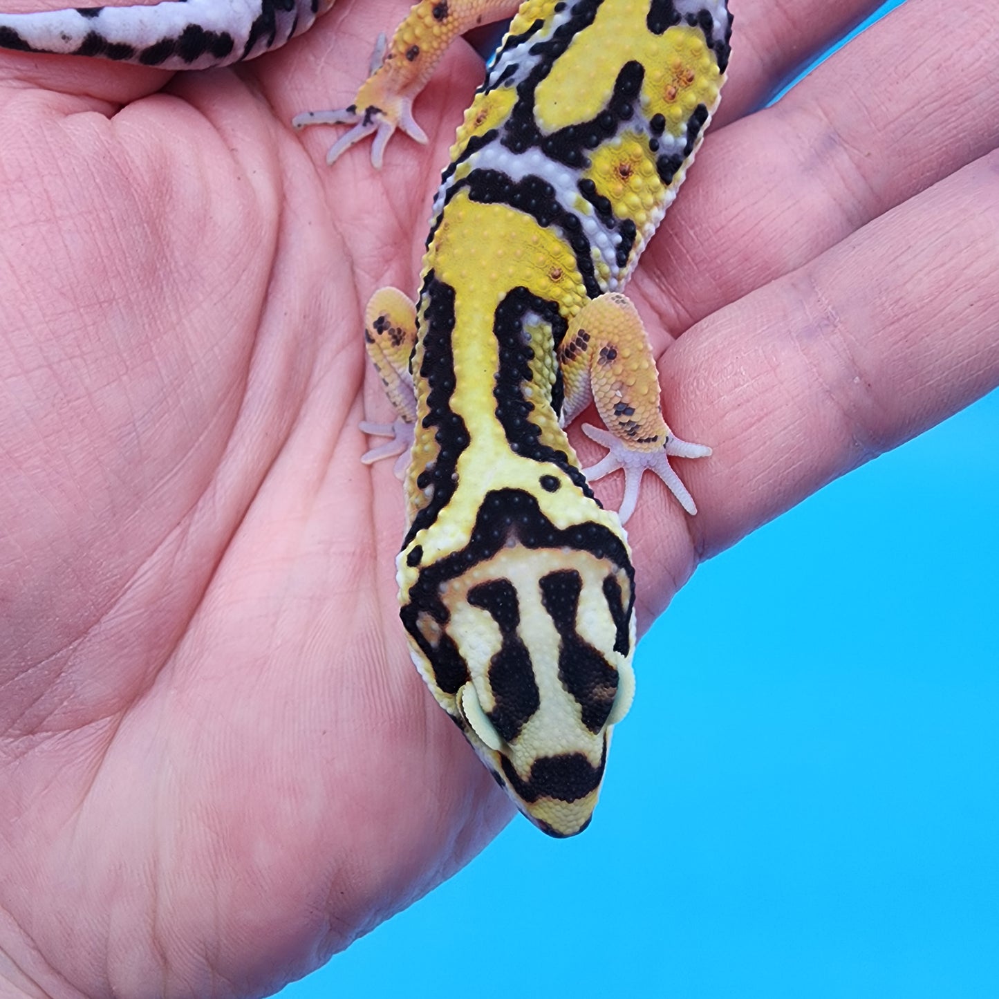 Male Fire Bold Tangerine Bold Halloween Mask Bandit Jungle pos. het Bell Albino