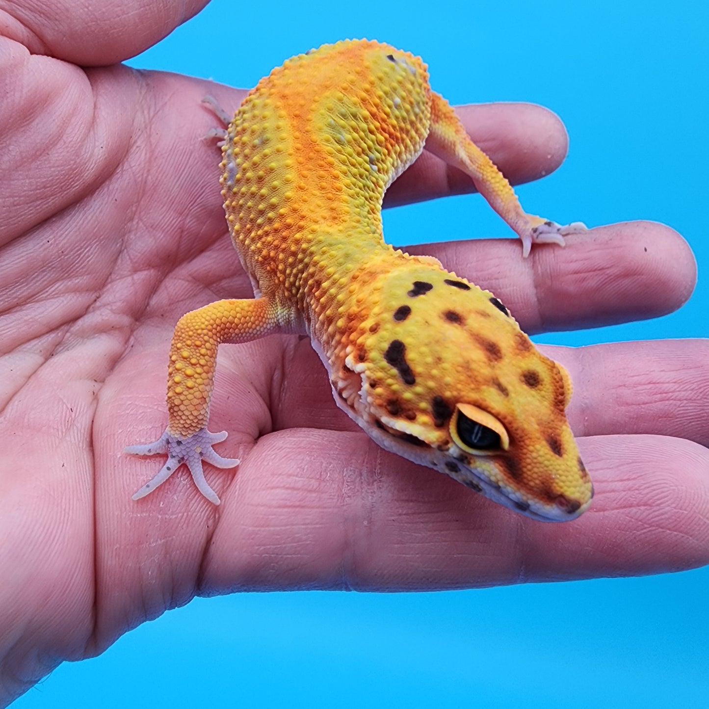 Male Clown pos. het Bell Albino