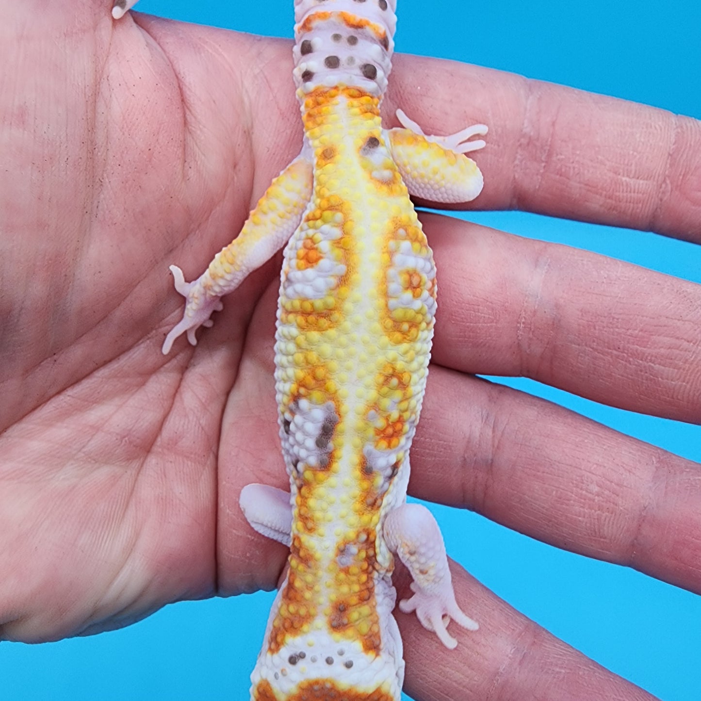 Male Extreme White & Yellow Tangerine Bell Albino 100% het Eclipse (FREE SHIPPING!)