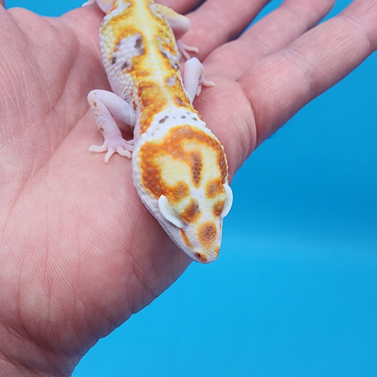 Male Extreme White & Yellow Tangerine Bell Albino 100% het Eclipse (FREE SHIPPING!)