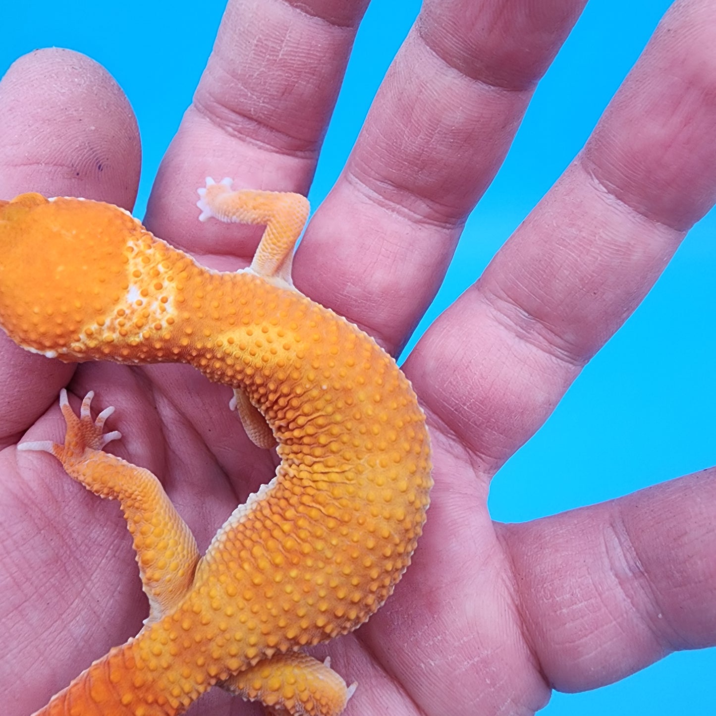 Male Mandarin Inferno Tremper Albino White Lip