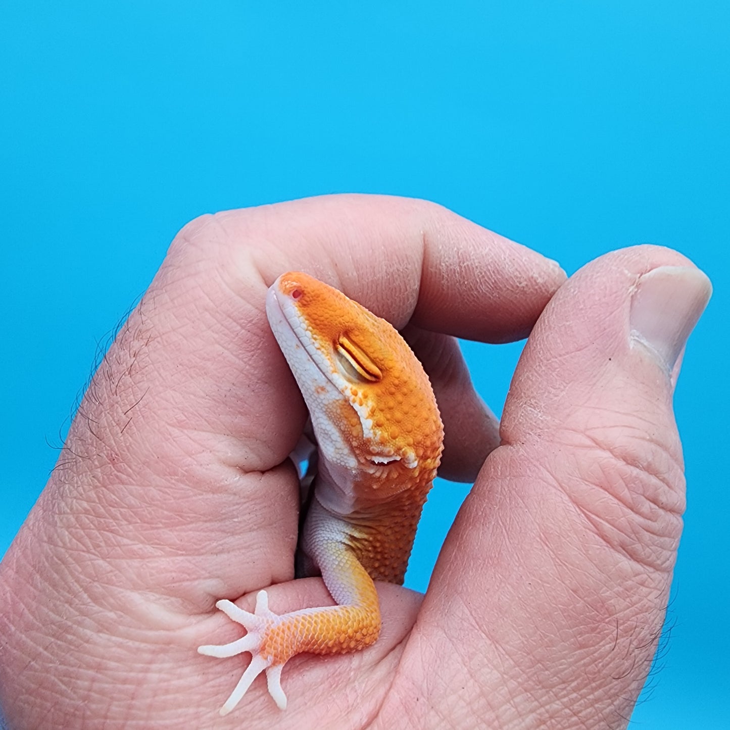 Male Mandarin Inferno Tremper Albino White Lip