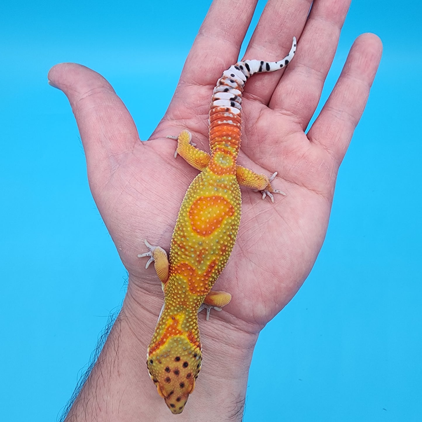 Male Clown