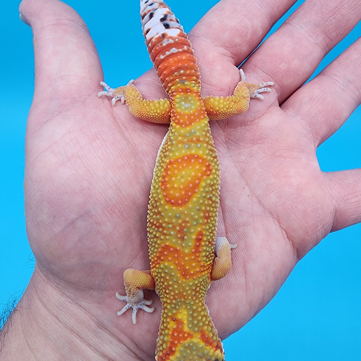 Male Clown