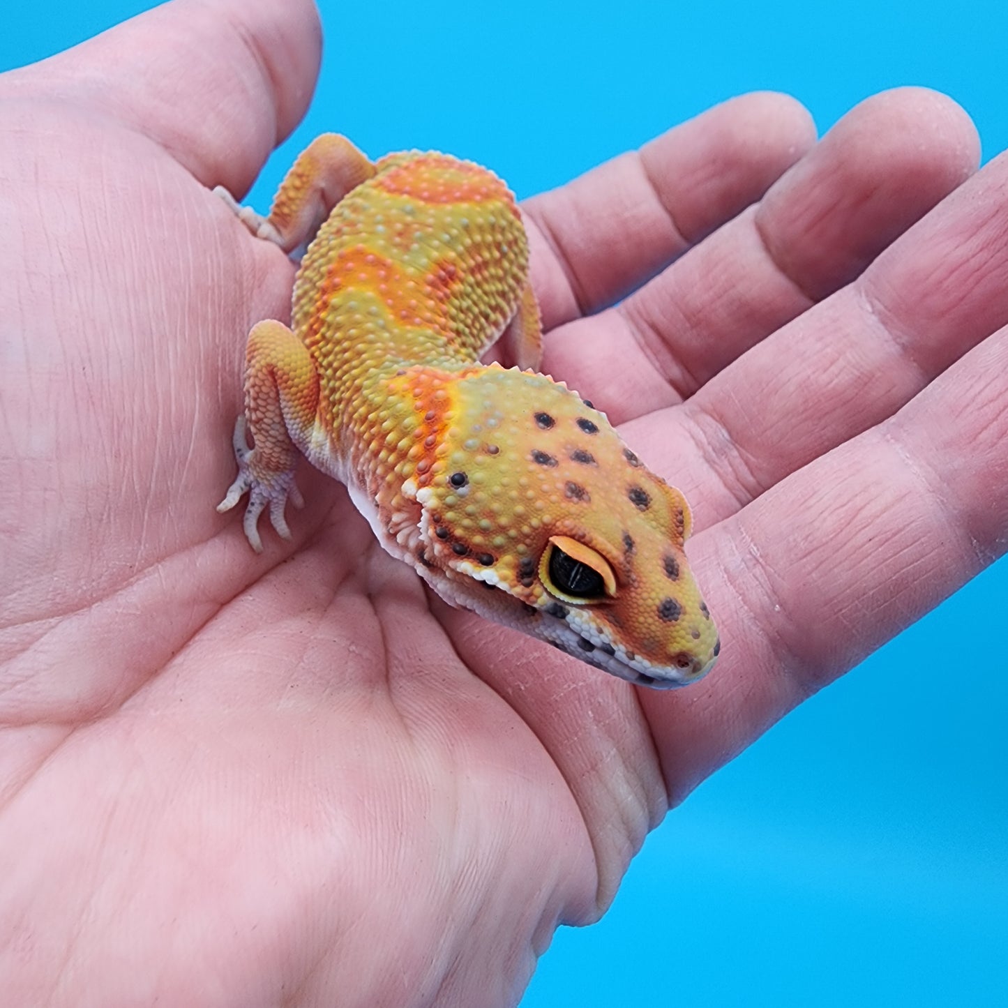 Male Clown