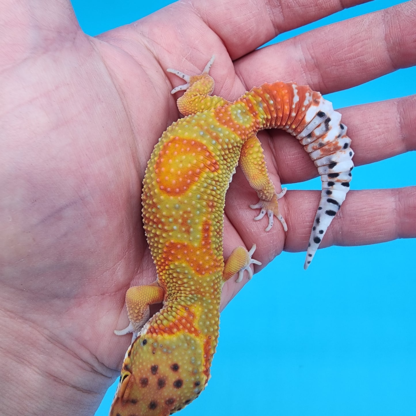 Male Clown