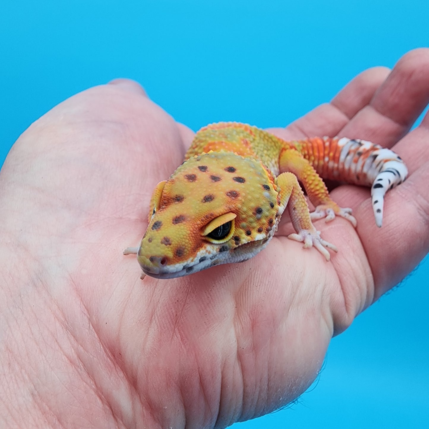 Male Clown