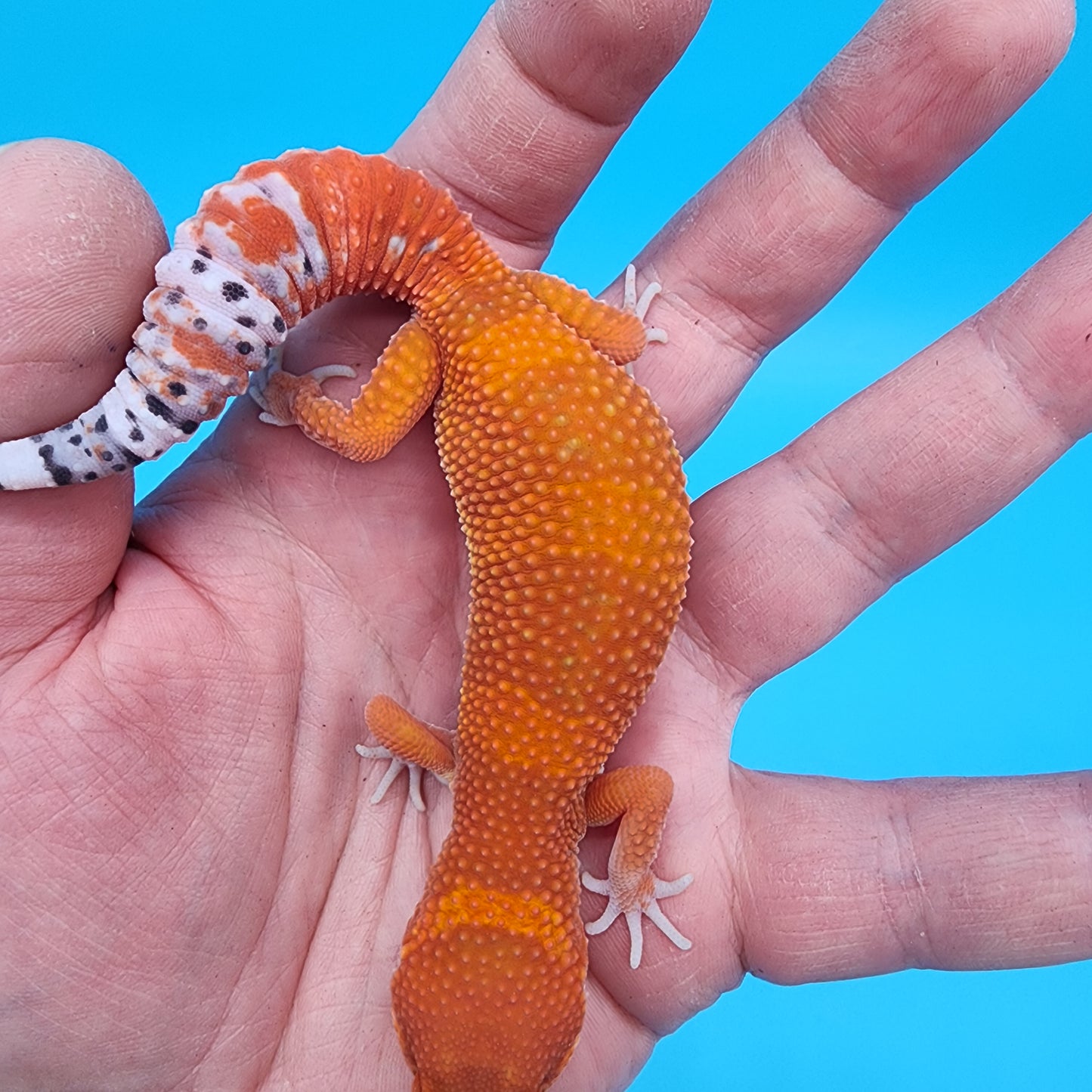 Male Mandarin Inferno Super Hypo (Red Dragon Lineage)