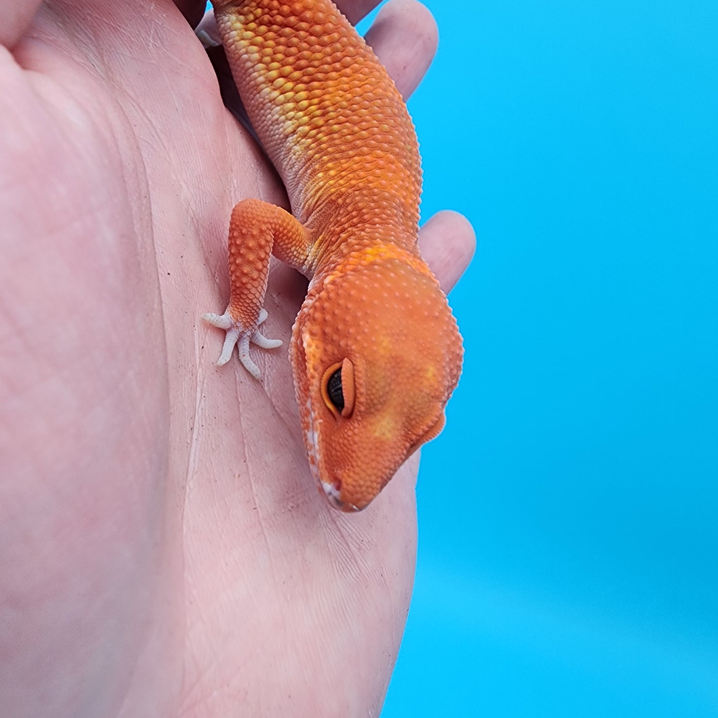 Male Mandarin Inferno Super Hypo (Red Dragon Lineage)