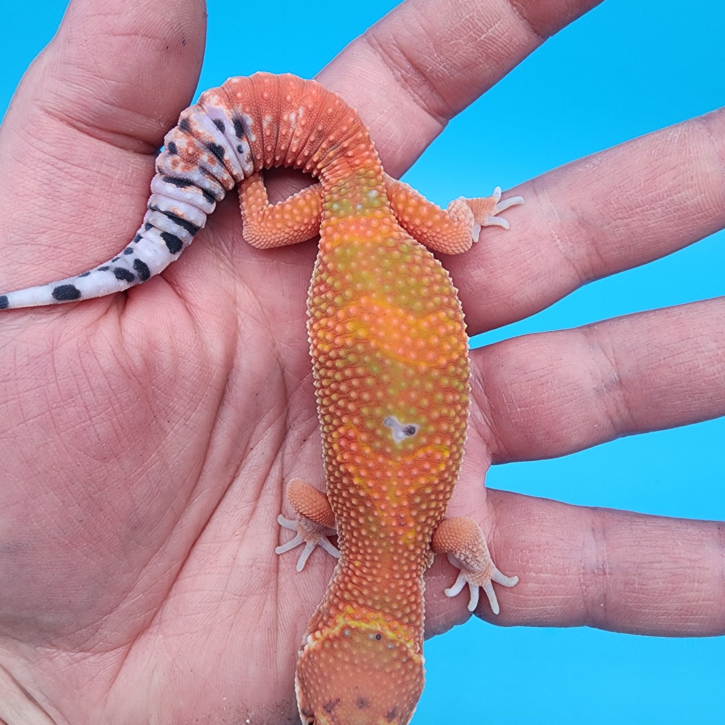 Male Mandarin Inferno Jungle Emerine White Lip (Red Dragon Lineage)