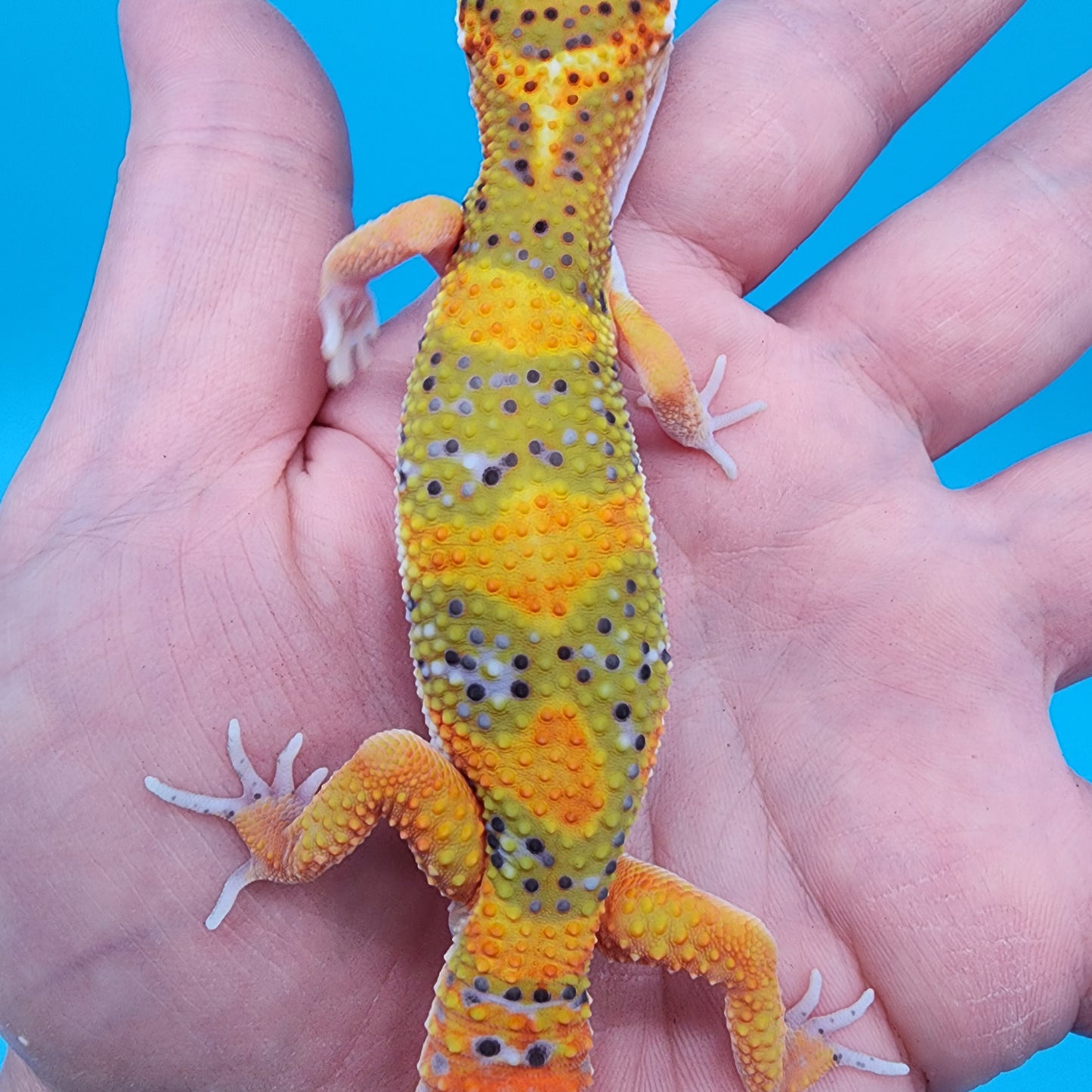 Male Fire Bold Emerine