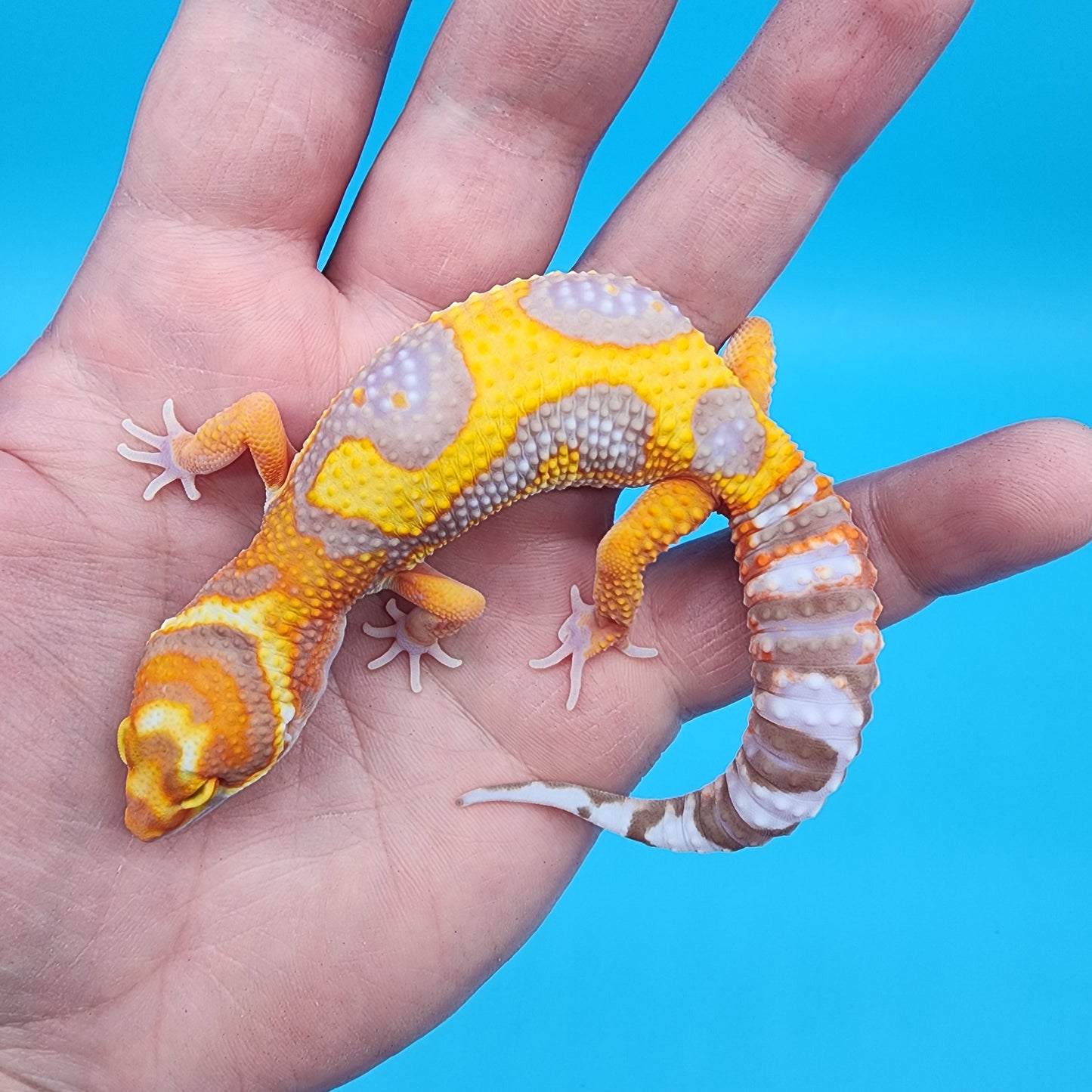 Male Tangerine Bold Halloween Mask Bandit Jungle Tremper Albino