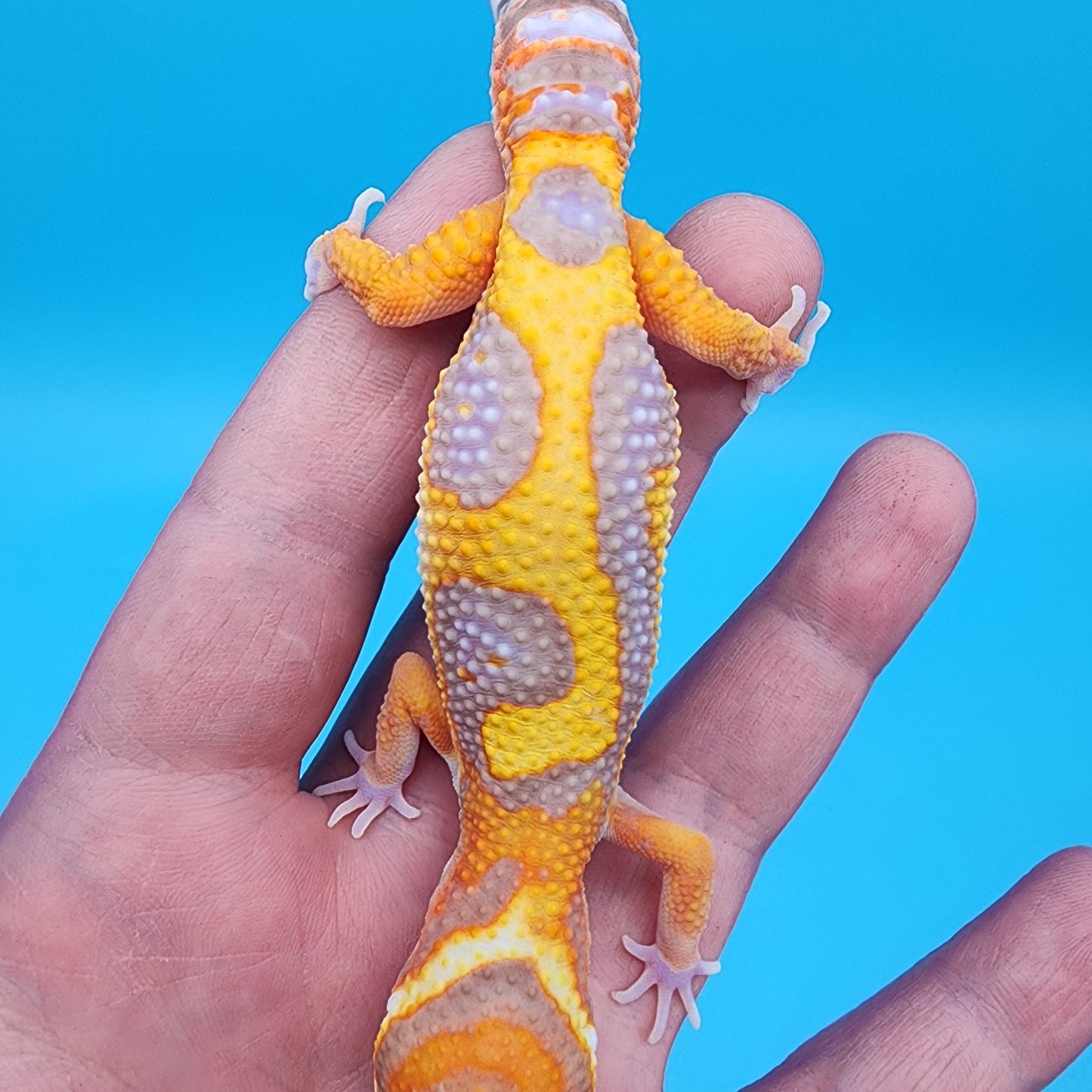 Male Tangerine Bold Halloween Mask Bandit Jungle Tremper Albino