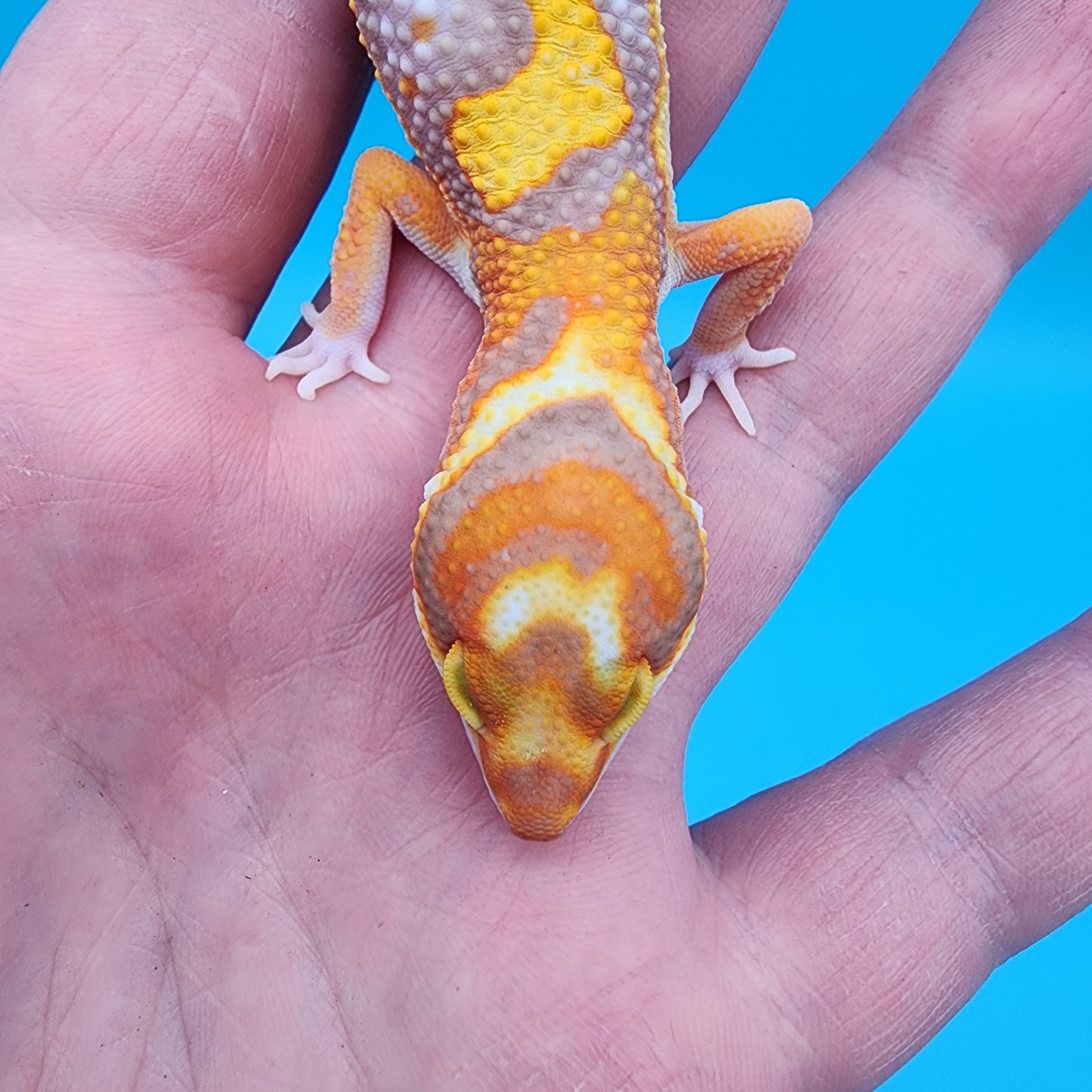 Male Tangerine Bold Halloween Mask Bandit Jungle Tremper Albino