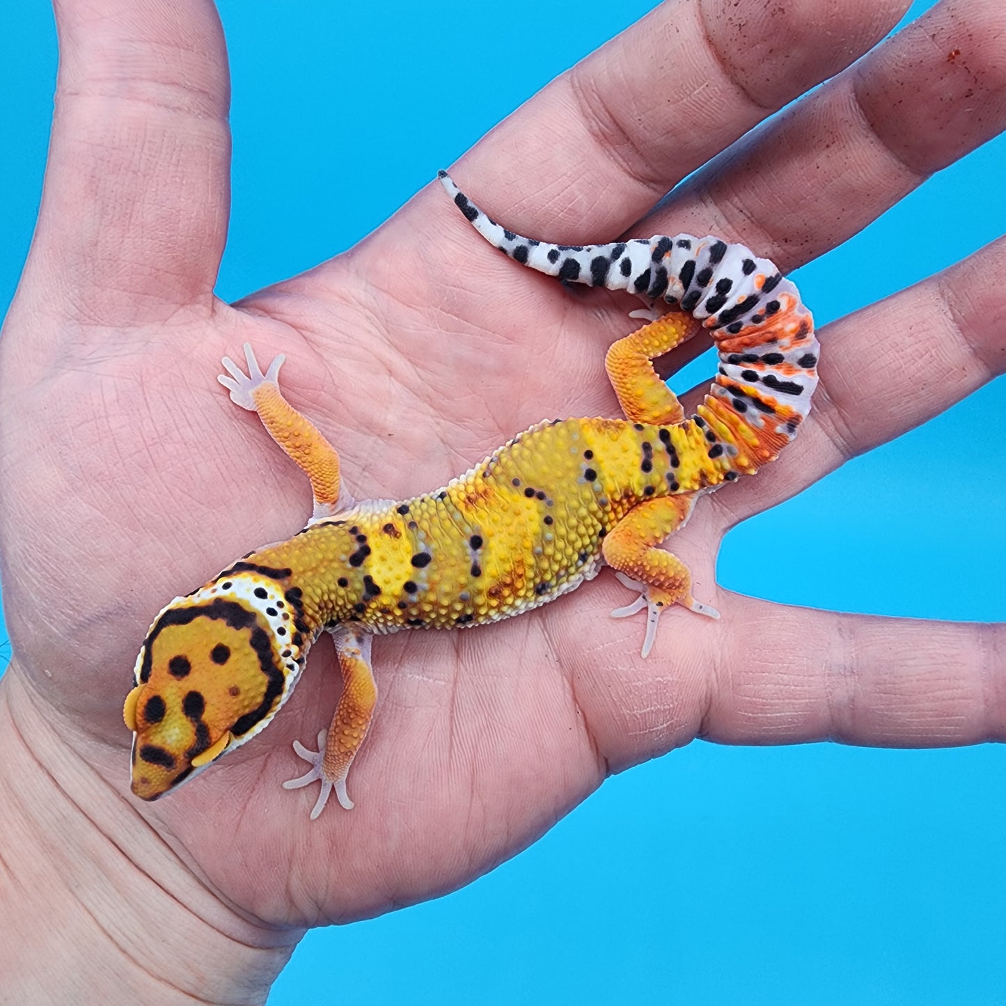 Male Tangerine Bold Bandit Emerine